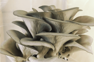 贵州台江县：“Manbetx体育手机版推荐A9版本工厂”建到乡民家门口 ()