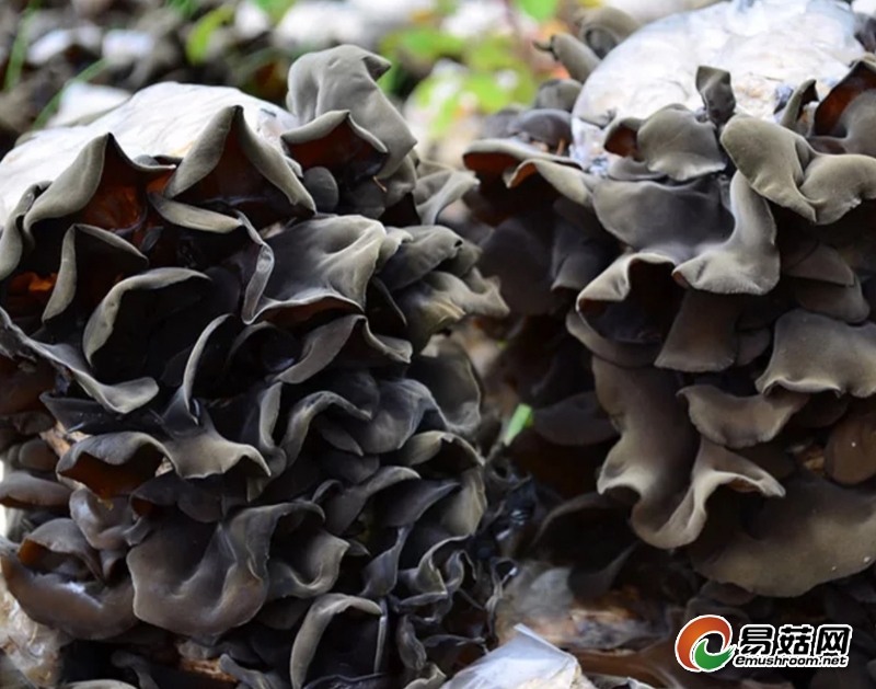 Nipic_19051550_20190123125647384083