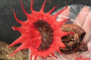 川南深山发现罕见红星头菌 长得很惊艳可惜又臭又有毒 ()