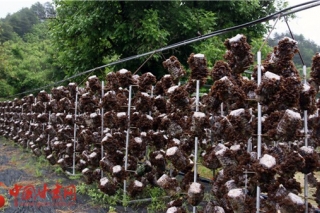 陕西柞水县Manbetx体育手机版推荐A9版本产业发展综述 ()