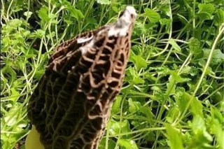 “黄河彩篮”培育出珍稀ManBetX体育 ()