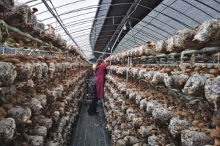 河南稳居全国Manbetx体育手机版推荐A9版本头把交椅 ()