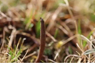 “比挖虫草更重要的是保护草地！”——走进青藏高原冬虫夏草采挖季 ()
