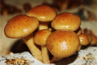 河北平泉引进滑子菇新菌株表现良好 ()