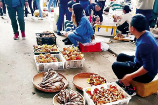 野生菌量少价高 人工菌品种丰富 ()