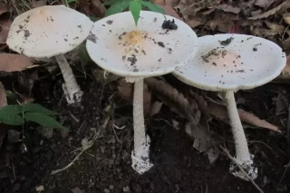 这三类野生毒蘑菇千万别采食 ()