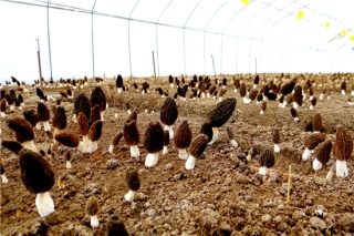 平泉ManBetX体育高温季节出菇长势喜人 ()