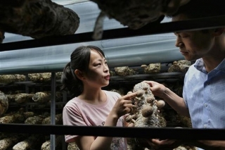 无惧高温 这个山村为啥一年四季都能产鲜菇 ()