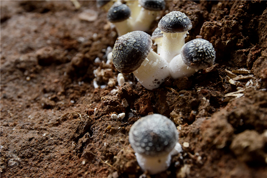 00300372493_6b54a775