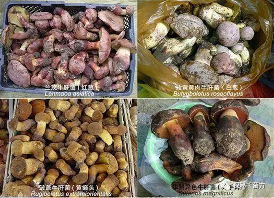 u=427276547,3915843084&fm=173&s=AEF34C8502E3F8E254959D2B0300A051&w=516&h=373&img