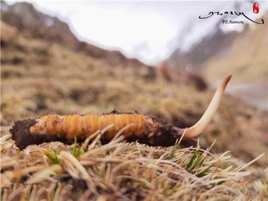 贡桑供图2_副本