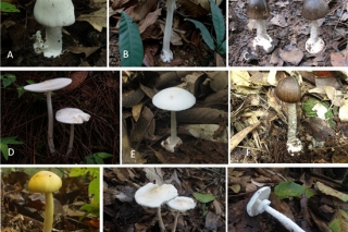 湖南师范大学生命科学学院真菌研究室陈作红教授课题组在剧毒鹅膏菌快速分子检测方面取得进展 ()