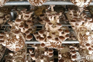 湖北黄冈百亩Manbetx体育手机版推荐A9版本示范基地已建成 将带动群众致富 ()