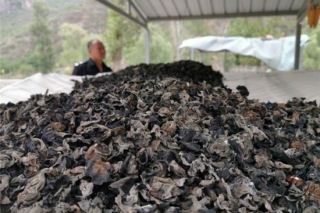 延庆南天门村除了有古村落，还有黑木耳可采摘 ()