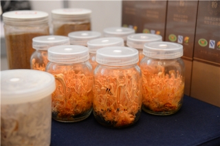 “生力军”蛹虫草 如何鏖战虫草界 ()