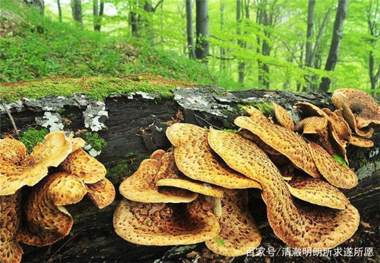 u=2665713032,1964953360&fm=173&app=25&f=JPEG