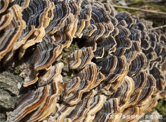 u=2430343251,90020264&fm=173&app=25&f=JPEG