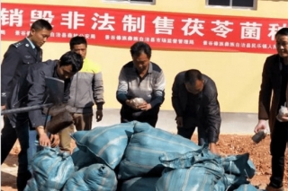 景谷破获违规制售茯苓菌种案件  种植茯苓必须确保木材来源合法 ()