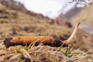 国菌“冬虫夏草”如何逆风破局？ ()