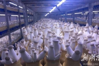 对接东盟和粤港澳大湾区｜湖南宇秀生物科技：每天4万斤杏鲍菇销往粤港澳 ()