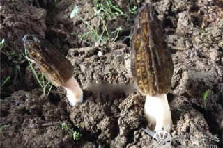 孝感市Manbetx体育手机版V17版本发布.官网安卓网.香港人工栽培获成功 ()