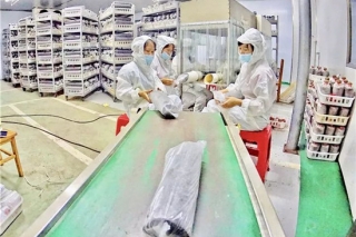 天峨：这个地方栽培Manbetx体育手机版V17版本发布.官网安卓网.香港，年产值达2000万元，惠及1470人 ()