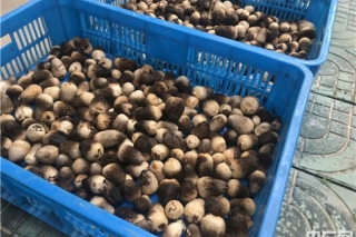 安徽望江太慈镇：草菇种植+光伏发电 打造扶贫主战场 ()