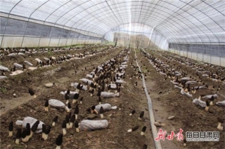 “一棚多用”：甘肃两当县Manbetx体育手机版V17版本发布.官网安卓网.香港种植进入2.0时代 ()