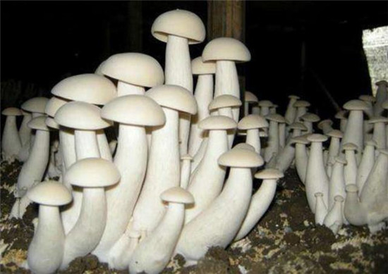 u=951866553,4065026883&fm=173&app=49&f=JPEG