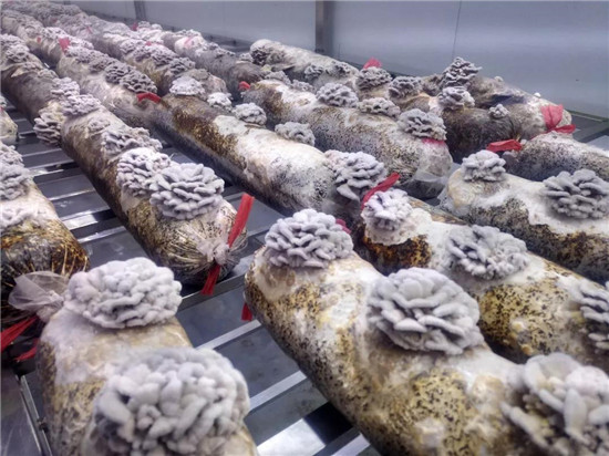 微信图片_20190722094459