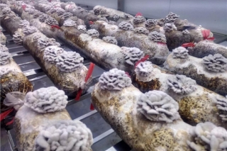 福建农林大学（古田）菌业研究院开展白参菌液体菌种室内栽培试验 ()