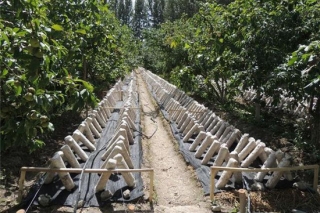 武义农民新疆播下“科技种”让黑木耳成为“金木耳” ()