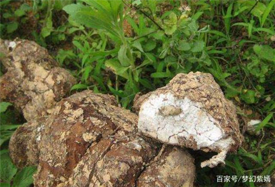 u=2813350176,2570882318&fm=173&app=25&f=JPEG