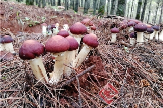 巧家县：“菌”生长在20℃的松林下 ()