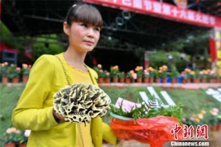 云南宜良0.25公斤“干巴菌王”拍出2.2万元高价 ()