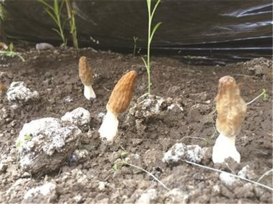 u=2864945386,2583163280&fm=173&app=25&f=JPEG