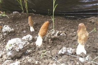 青海省首次露天育出Manbetx体育手机版V17版本发布.官网安卓网.香港 ()