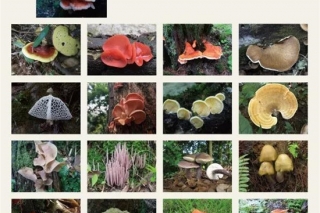 《ManBetX体育》“中国菌物资源与多样性专刊”征稿通知 ()