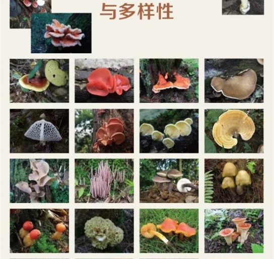 《Manbetx体育手机版推荐A9版本》“中国菌物资源与多样性专刊”征稿通知