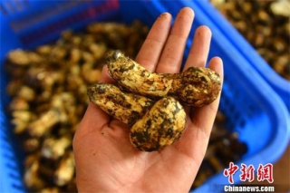 西藏林芝松茸上市 每斤价格超210元 ()