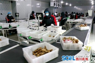 无人机低空物流让甘孜松茸“飞”向全国 ()