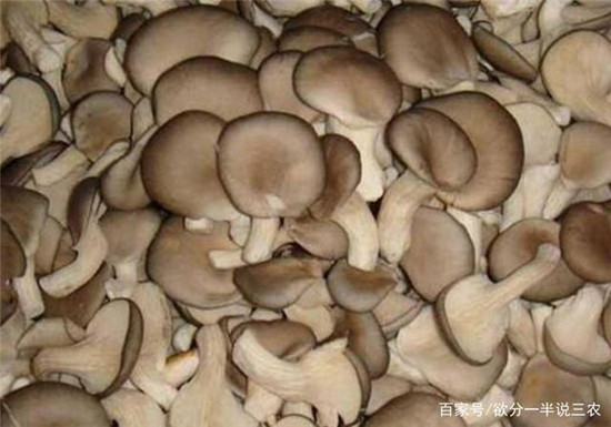 u=817582227,3009050122&fm=173&app=25&f=JPEG