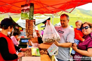 品草原贡菇 赏牧人风采—第四届草原蘑菇节将在阿拉沟乡开幕 ()