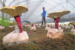 湖州：种植灵芝效益高 ()