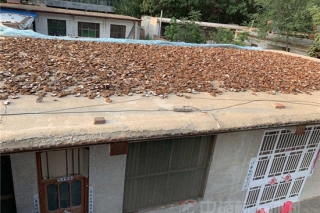 山东冠县灵芝持续产新 行情暂稳 ()