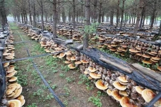 阿木尔林业局发展Manbetx体育手机版推荐A9版本产业促职工增收有新招 ()