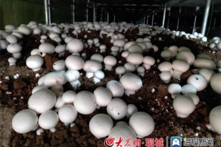 双孢菇种植+果蔬深加工 邢屯村走出产业路 ()