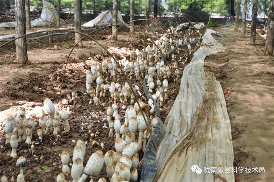 微信图片_20190803093031