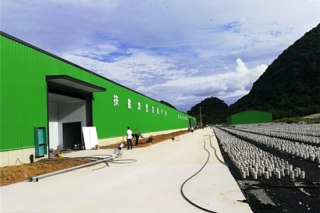 荔波县甲良Manbetx体育手机版推荐A9版本种植项目一期显成效 ()