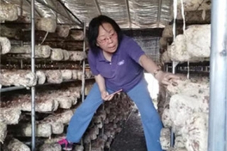 国家Manbetx体育手机版推荐A9版本产业技术体系首席科学家张金霞： 带着蘑菇脱贫攻坚 ()